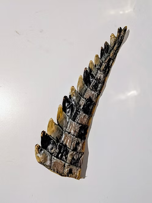 Crocodile Tail Bones